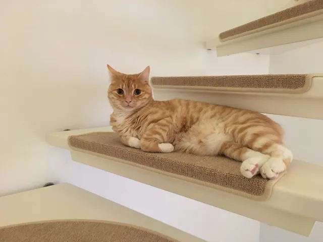 Clio liegt auf einer Kletterstufe an der Wand