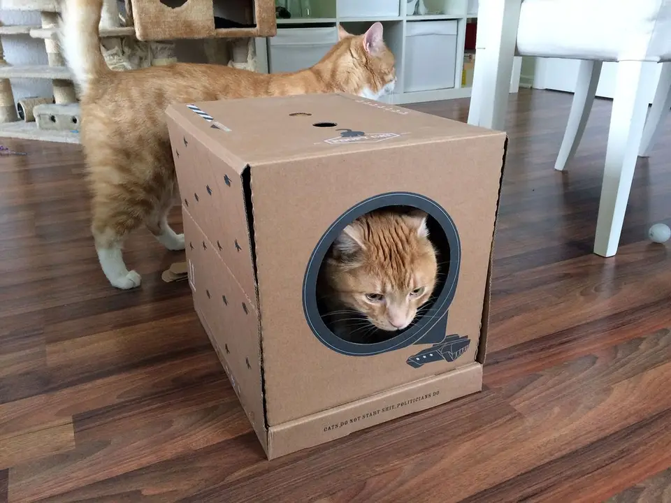 Poopy Cat Katzenklo - Die Einwegtoilette im Test