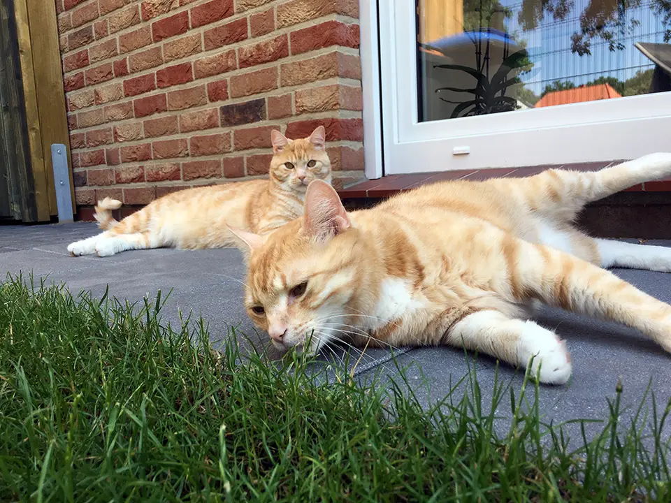 DIY - Wie Du ein Katzengehege mit Katzennetz selber baust