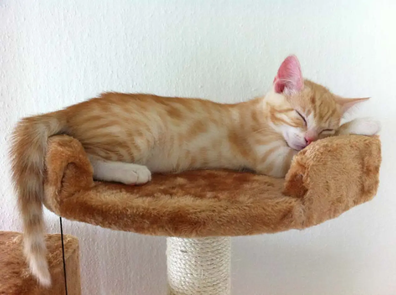 Kater kastrieren - Verhaltenstipps wenn Deine Katze aufwacht
