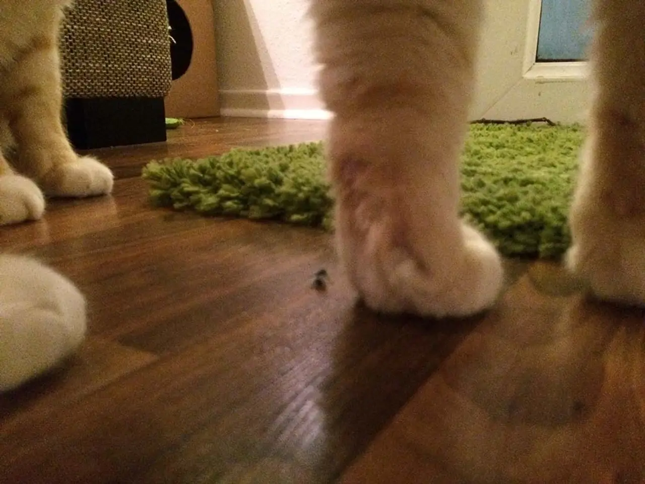 Katze frisst Fliegen – gefährlich oder harmlos?
