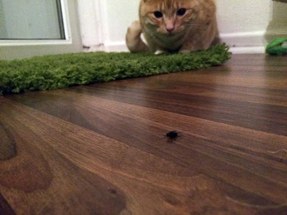 Unsere Katze frisst Fliegen - Auf der Lauer