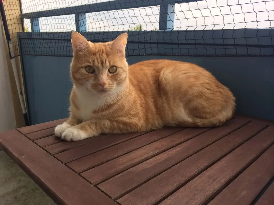 Katze kotzt ständig - Was tun, wenn deine Katze häufig erbricht?