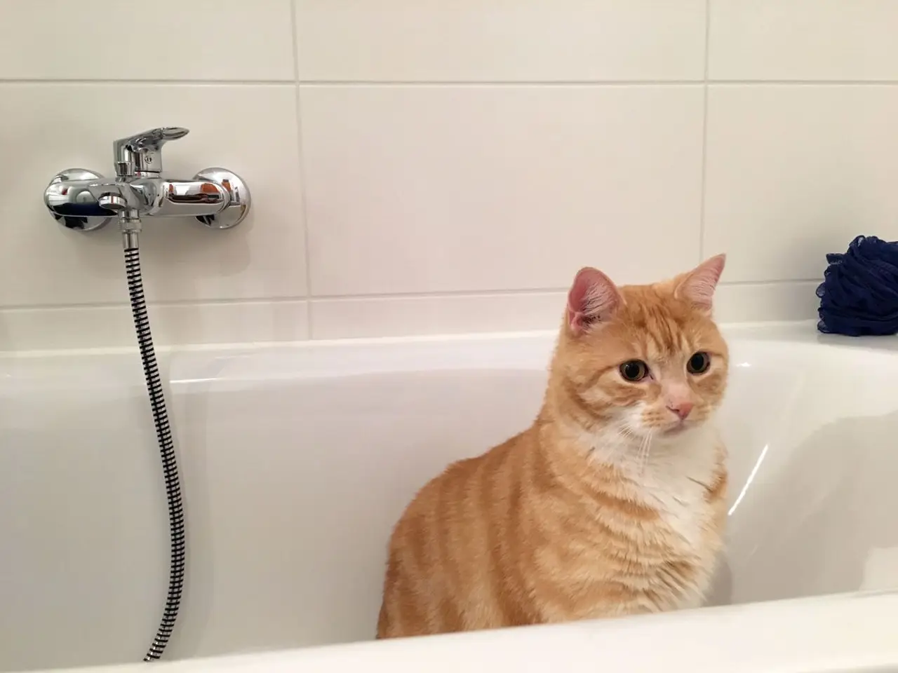 Katzen baden - Was Du bei einem Bad von Katzen beachten solltest!