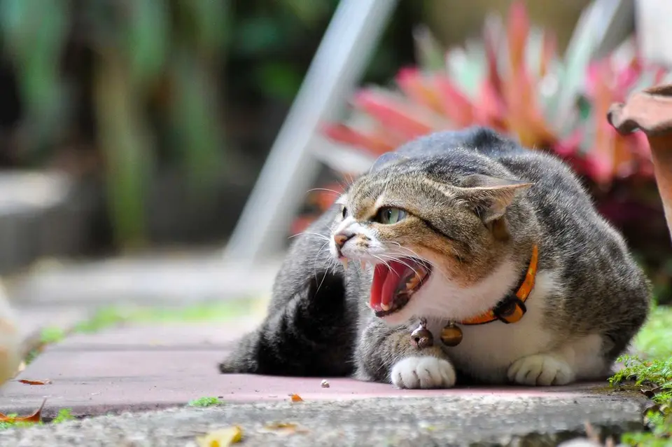 Katzen vertragen sich nicht mehr - Was kann man tun?
