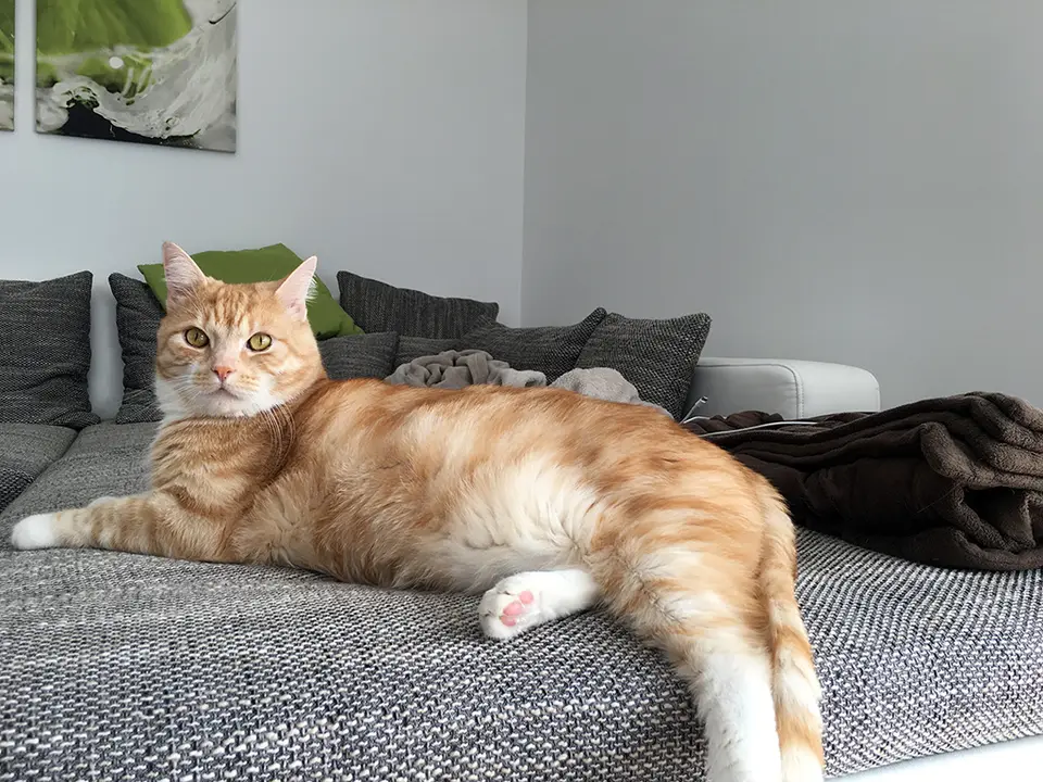 5 Tipps wie Du Katzenhaare entfernen kannst