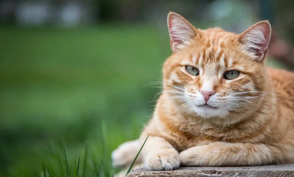 Sind Katzenhaare ein Grund gegen den Kauf einer Katze? Nein!