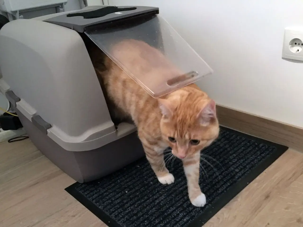 Katzenklo - 5 nützliche Tipps rund um die Katzentoilette