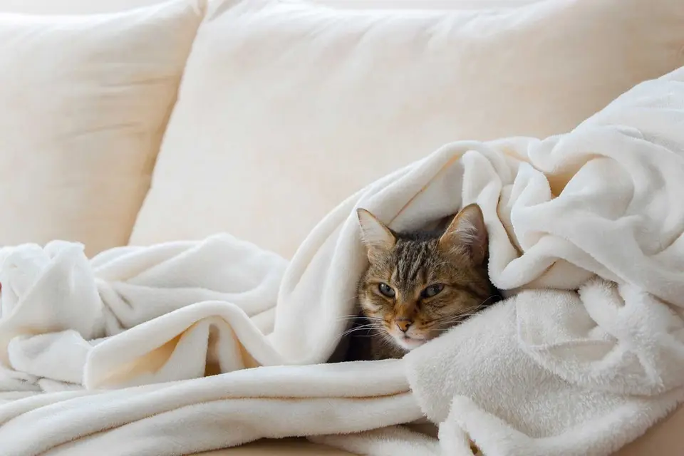 Katzenschnupfen - Was hilft bei der Behandlung?