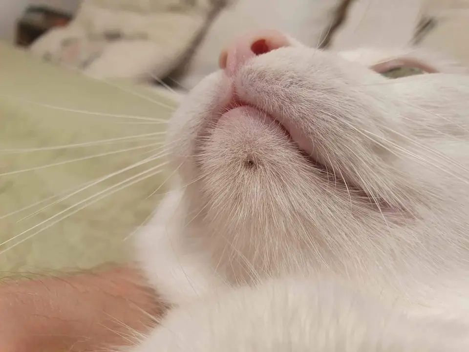 5 bewährte Methoden, um Kinnakne bei Katzen effektiv zu behandeln