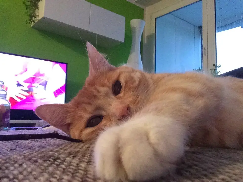 Wann ist Krallen schneiden bei Katzen wirklich notwendig?