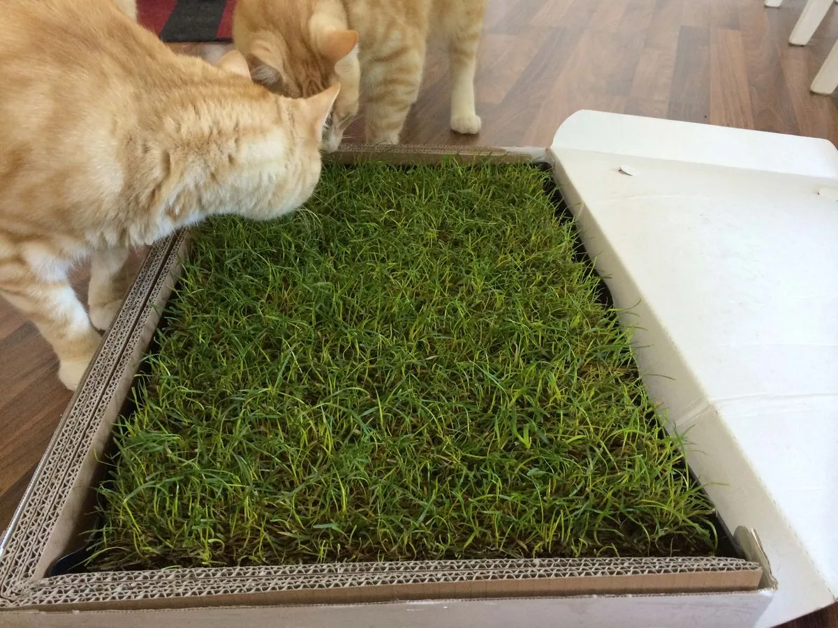 MIAU Katzengras - Erste Entdeckungen