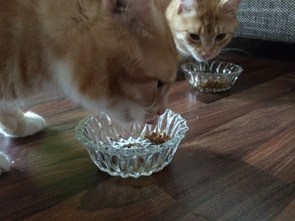 Purina One Nassfutter - Fazit: Sehr lecker