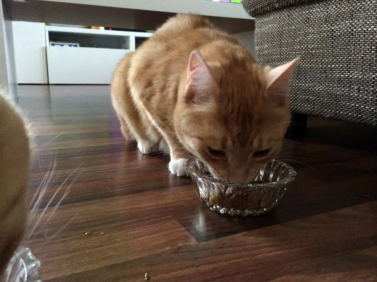 Purina One in unserem Katzenfutter Test