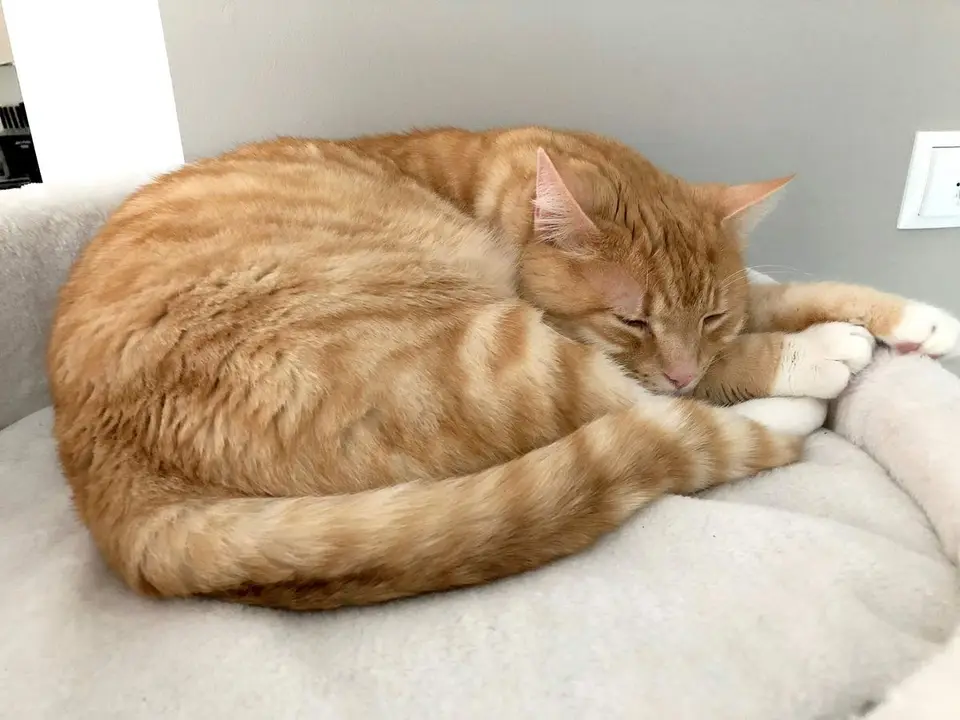 Rote Katzen: Charakter, Genetik & warum sie fast immer Kater sind
