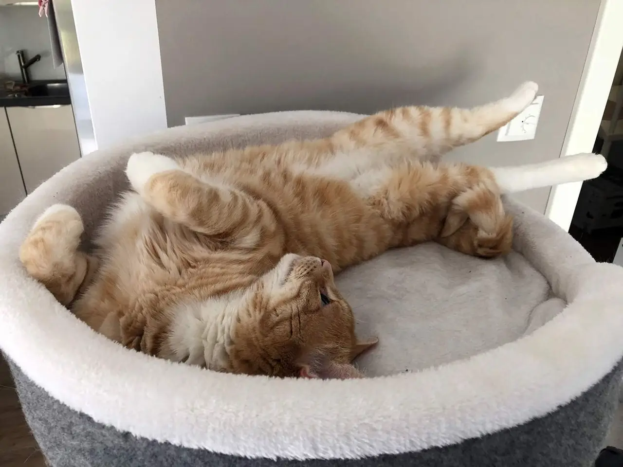Katzenjahre & Menschenjahre: Wie alt wird eine Katze?