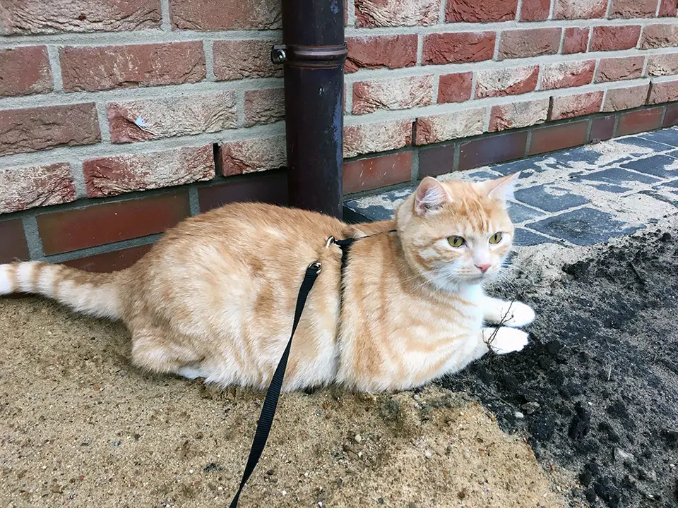 Katzenleine - Eine Katze an einer Leine führen?