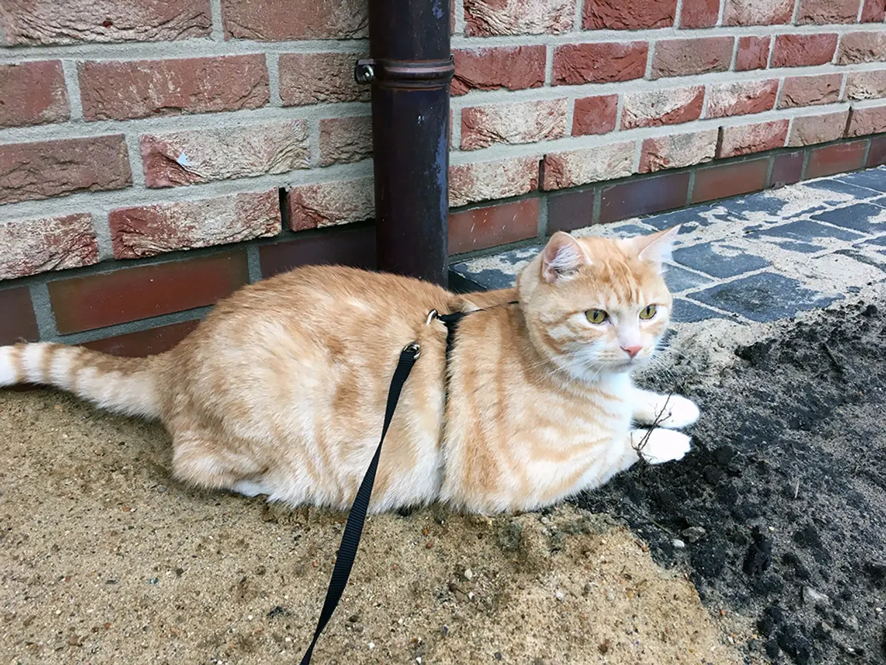 Katzenleine - Eine Katze an einer Leine führen?